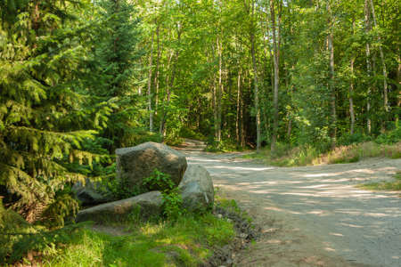 A path on a sunny day in the woods, lots of yellow light, green leaves and a few large stonesの写真素材