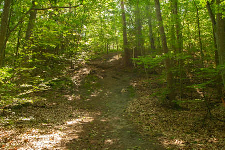 Road on a sunny day in the forest, a lot of yellow light, green leaves,の写真素材