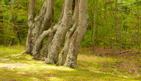 close-up, isolated trees growing in the forestの写真素材