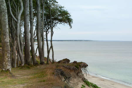 trees growing on the edge of the cliffの写真素材