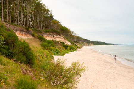 A cliff covered with trees on the coast of the Baltic Seaの写真素材