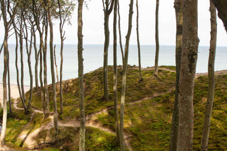 trees growing on the edge of the cliffの写真素材