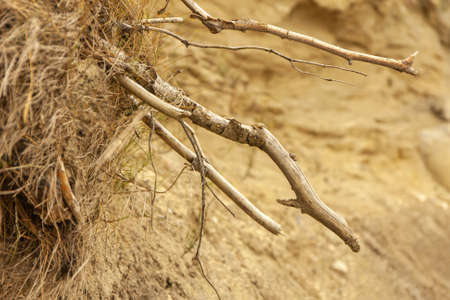 close-up, isolated tree roots on the beachの写真素材