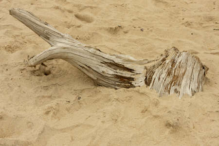 close-up of an isolated tree root on the beachの写真素材