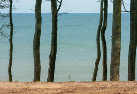 trees growing on the edge of the cliffの写真素材