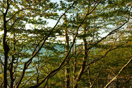 tree branches with green leaves, sea in the background, sunny afternoon dayの写真素材