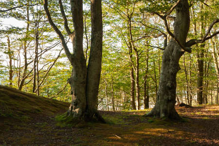 isolated trees growing near the cliff on the seashore, sunny summer afternoonの写真素材