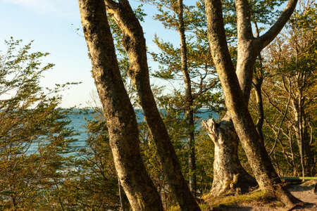 isolated trees growing on a cliff on the seashoreの写真素材