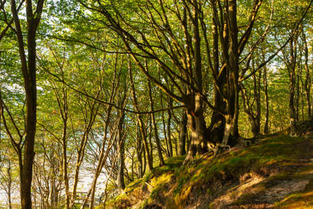 Tree-covered cliff on the Baltic coast, afternoon sunny day,の写真素材
