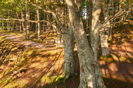 isolated trees growing near the cliff on the seashore, sunny summer afternoonの写真素材