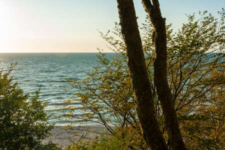 isolated trees growing on a cliff on the seashoreの写真素材