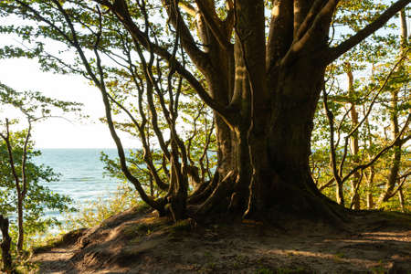isolated old big tree growing on a cliff on the seashoreの写真素材