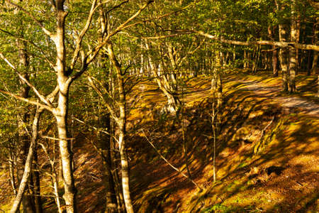 Tree-covered cliff on the Baltic coast, afternoon sunny day,の写真素材