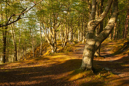isolated trees growing near the cliff on the seashore, sunny summer afternoonの写真素材