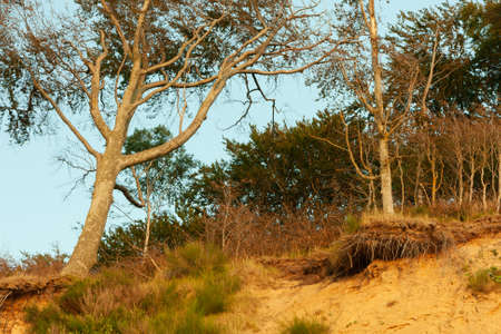 cliff covered with trees on the coast of the Baltic Seaの写真素材