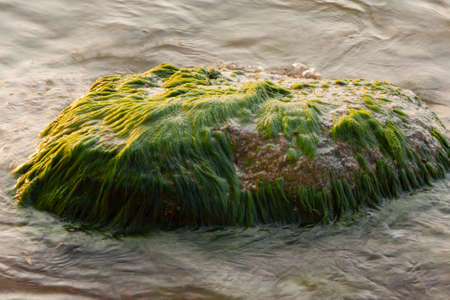 a large stone overgrown with green algae, on the seashore, washed by the wavesの写真素材