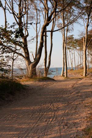 cliff covered with trees on the coast of the Baltic Seaの写真素材