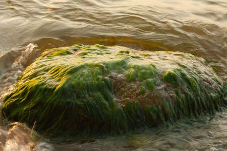 a large stone overgrown with green algae, on the seashore, washed by the wavesの写真素材