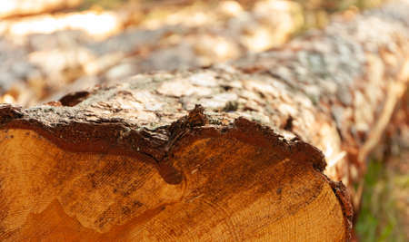 a close-up of a cut pine tree with a sharp foreground and a blurred backgroundの写真素材