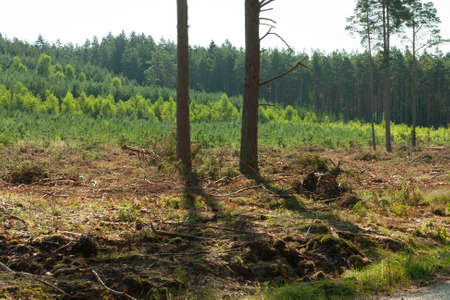 landscape inside the forest, morning sunny day, two trees in the middle, cleared forest aroundの写真素材