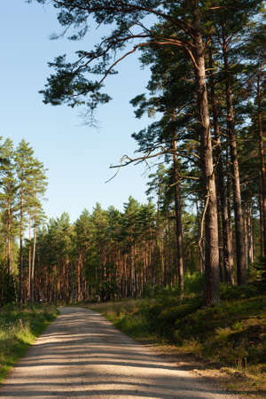 landscape inside the forest, morning sunny day, sandy road in the middleの写真素材