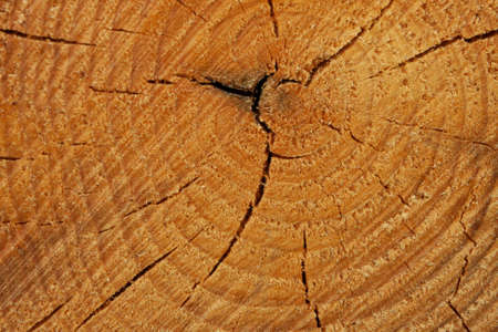 close-up of the structure of a cut pine trunk, clear annual incrementsの写真素材