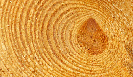 close-up of the structure of a cut pine trunk, clear annual incrementsの写真素材