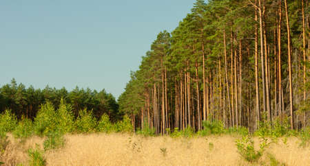 A landscape inside the forest, morning sunny day, the road is covered with golden grassの写真素材