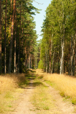 A landscape inside the forest, morning sunny day, the road is covered with golden grassの写真素材