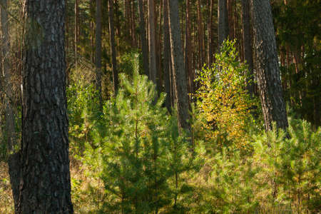 landscape inside the forest, sunny morning day, young birch grows between the spruce treesの写真素材