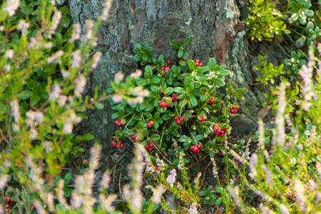 close-up of red forest berries growing in the forest against the background of a tree trunk, delicious for jams and preserves,の写真素材