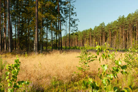 A landscape in the forest, a sunny morning day, a clearing overgrown with golden grassの写真素材