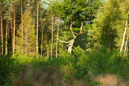 A landscape inside the forest, morning sunny day, conifers, various shades of green and goldenの写真素材