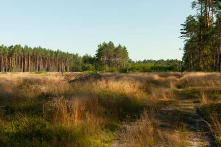 A landscape in the forest, a sunny morning day, a clearing overgrown with golden grassの写真素材