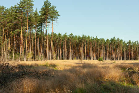 A landscape in the forest, a sunny morning day, a clearing overgrown with golden grassの写真素材