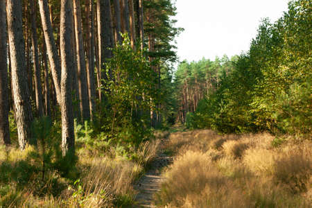 A landscape inside the forest, morning sunny day, the road is covered with golden grassの写真素材