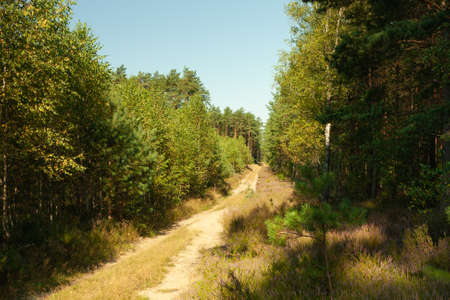 road in the flasis inside the forest, morning sunny day, the road is covered with golden grassorestの写真素材