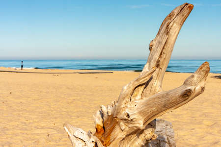 a single bough of a tree against the background of sea sand and sea on a sunny dayの写真素材