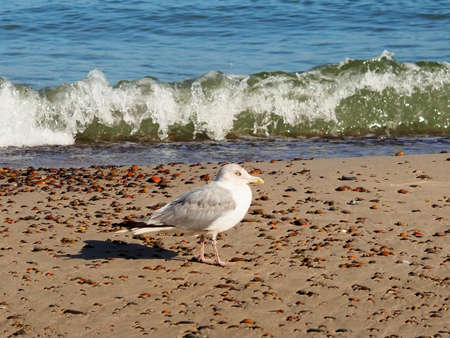 Seagull standing on a sandy beach against the backdrop of the sea and wavesの写真素材