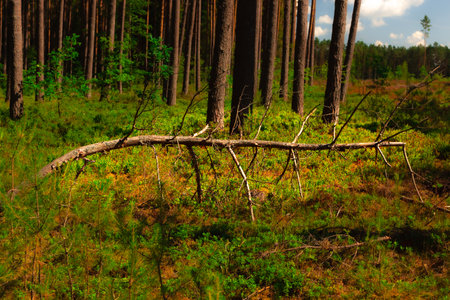 A withered young pine tree lies in the forest on the groundの写真素材