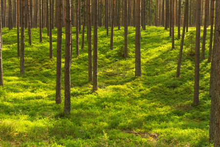 landscape inside the coniferous forest on a sunny summer day, blue sky, large clearing ready for...