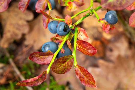close-up of blue forest berries growing in the forest, delicious for jams and preserves,の写真素材