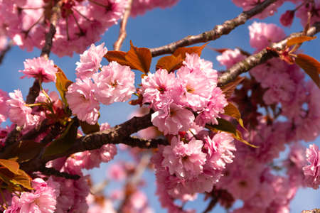 Close-up of decorative cherry flowers - Prunus serrulata 'Kanzan'の写真素材