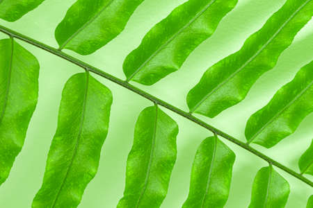 Close-up of green fern leaves, against a light green backgroundの写真素材