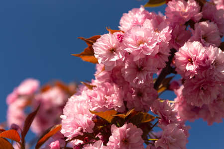Close-up of decorative cherry flowers - Prunus serrulata 'Kanzan'の写真素材