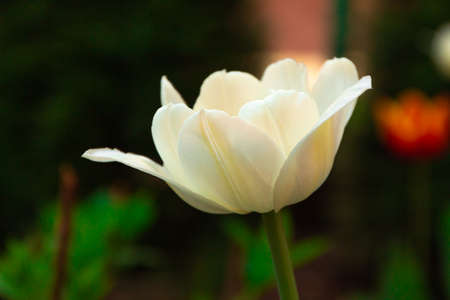 Close-up of an isolated white tulip flower, white-pink flowers, beautiful bokehの写真素材