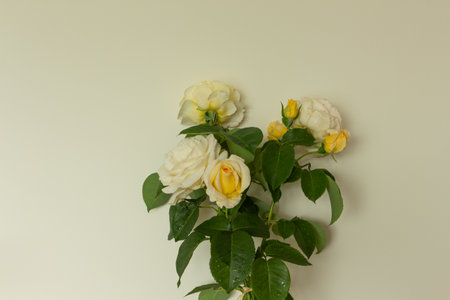 Bouquet of roses on a ecru background, white and yellow colors, water drops on the leavesの写真素材