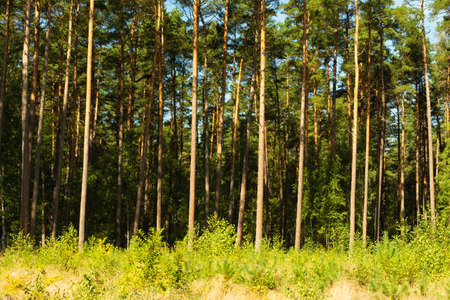 landscape inside the coniferous forest on a sunny summer day, blue sky, large clearing ready for planting a new forest. Under the blue sky some white clouds, good time for walking and picking mushroomの写真素材