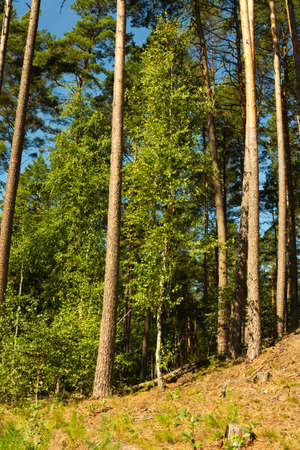 landscape inside the coniferous forest on a sunny summer day, blue sky, large clearing ready for planting a new forest. Under the blue sky some white clouds, good time for walking and picking mushroomの写真素材