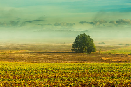 Rural landscape, sunny morning, partial haze of fields, meadows and trees.の写真素材
